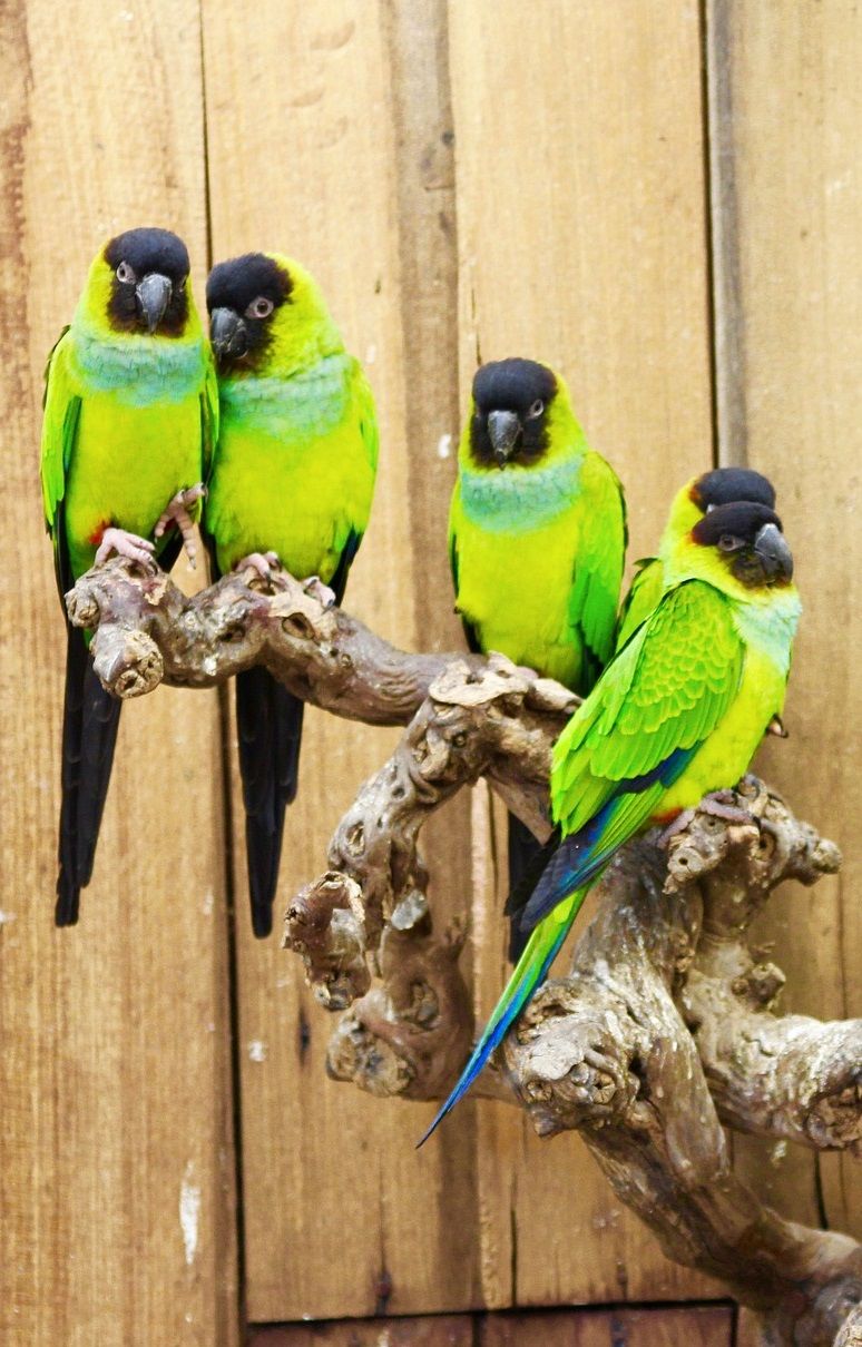 Perroquets Arastinga nenday sur perche en bois naturel avec fond en bois.