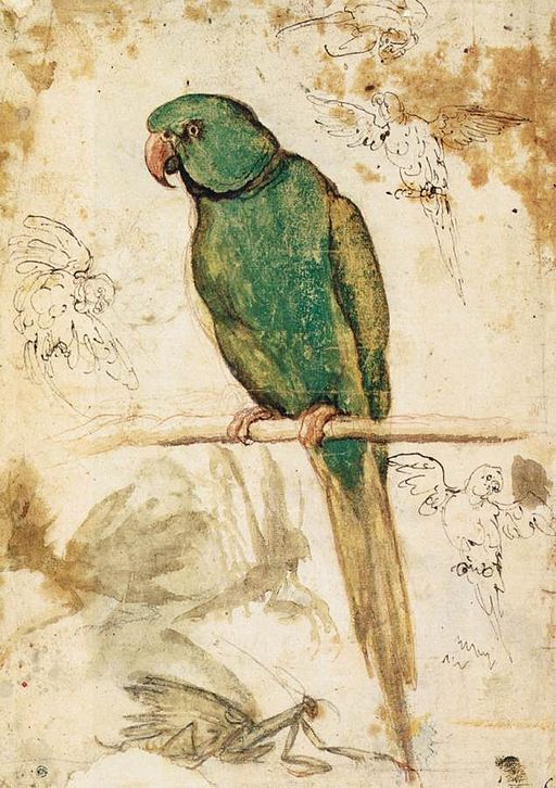Perroquet Psittacula peint dans les années 1500 par le peintre italien Giovanni da Udine