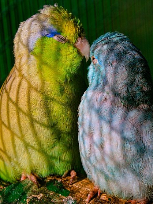 Couple de perroquets verts et bleus (Forpus)