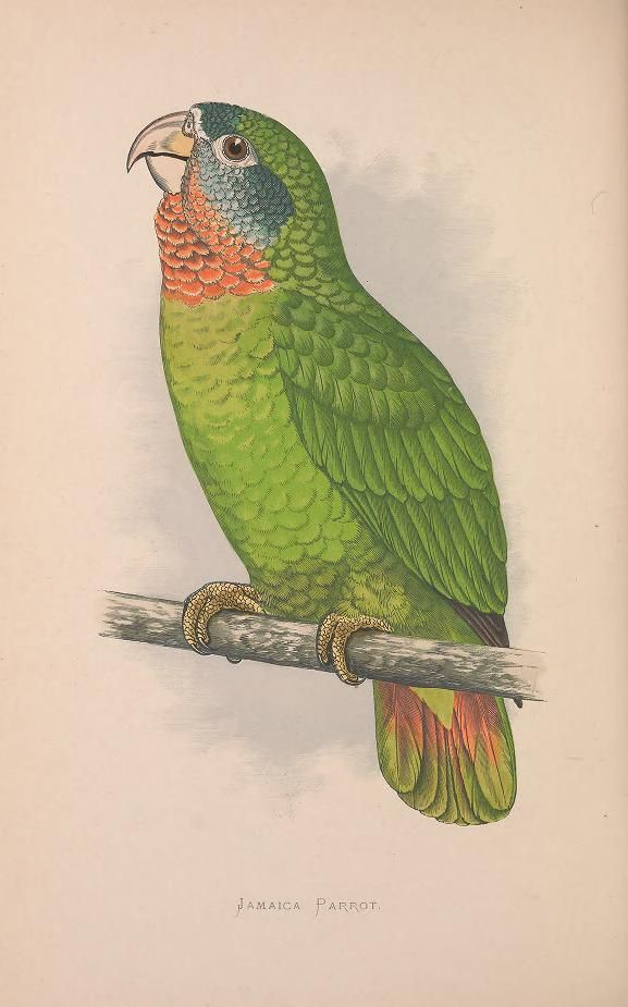 Illustration vintage de perroquet de la Jamaïque tirée de Perroquets en captivité (1887)