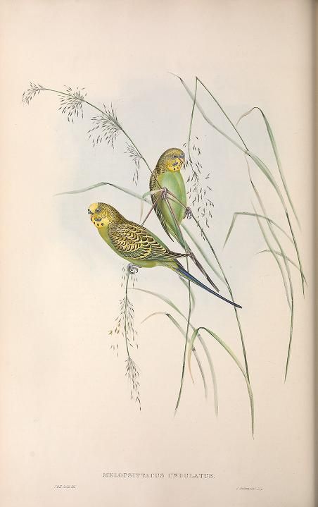 Illustration de perruche tirée de The Birds of Australia (1840-1848) de John Gould.