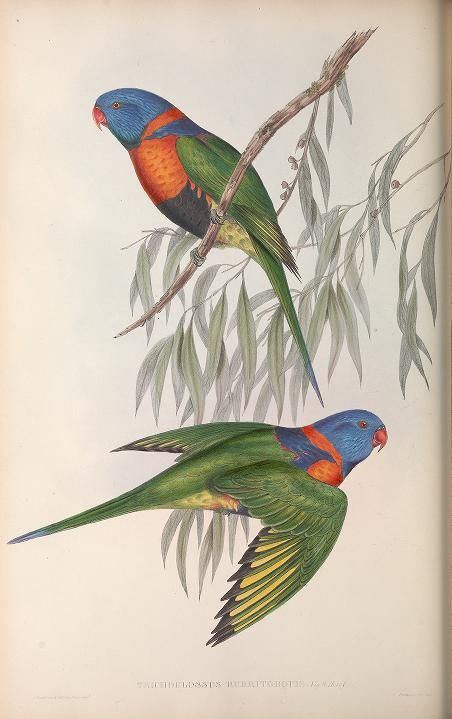 Illustration de loriquet à collier rouge tirée de The Birds of Australia (1840-1848) de John Gould.