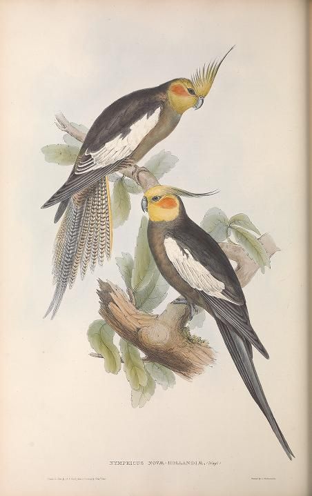 Illustration de calopsitte tirée de The Birds of Australia (1840-1848) de John Gould.