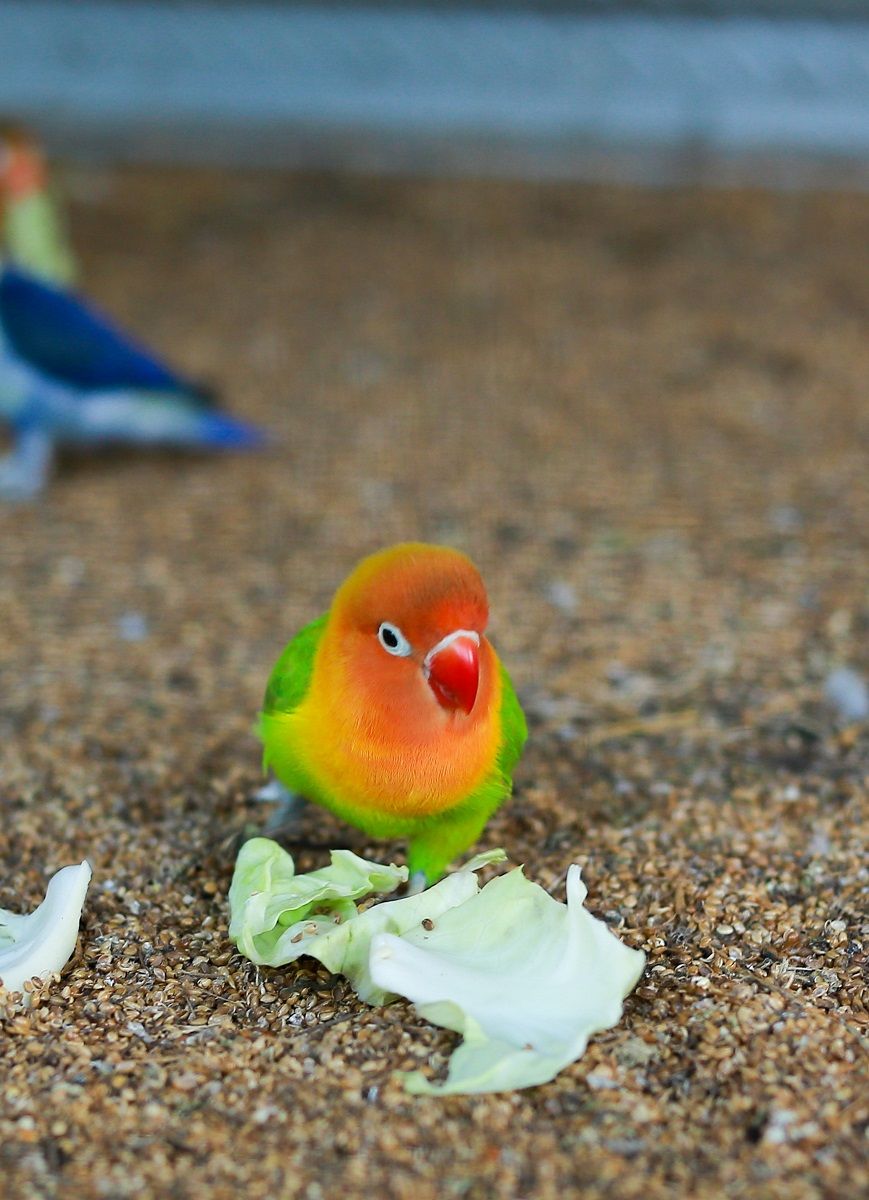 Lovebird était assis sur le sol de la volière et mangeait des feuilles de chou.