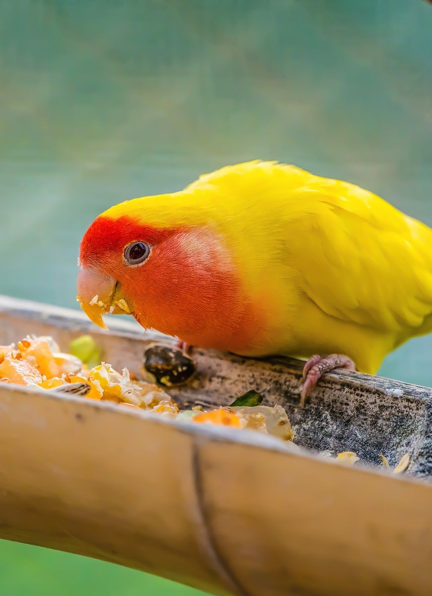 Lovebird était assis sur une mangeoire en bambou et mangeait des légumes frais.