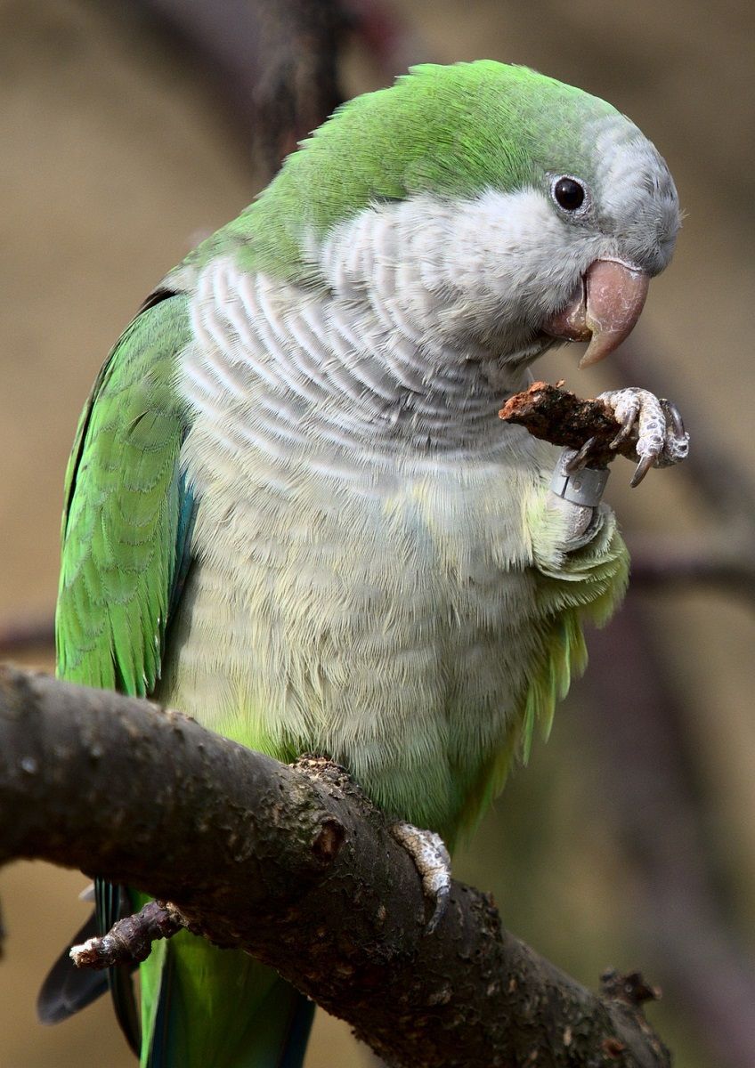 Perroquet quaker vert tenant de la nourriture avec son pied.