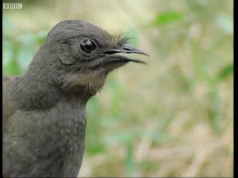 Attenborough : l'étonnant Lyre Bird chante comme une tronçonneuse ! Maintenant en haute qualité | BBC Terre