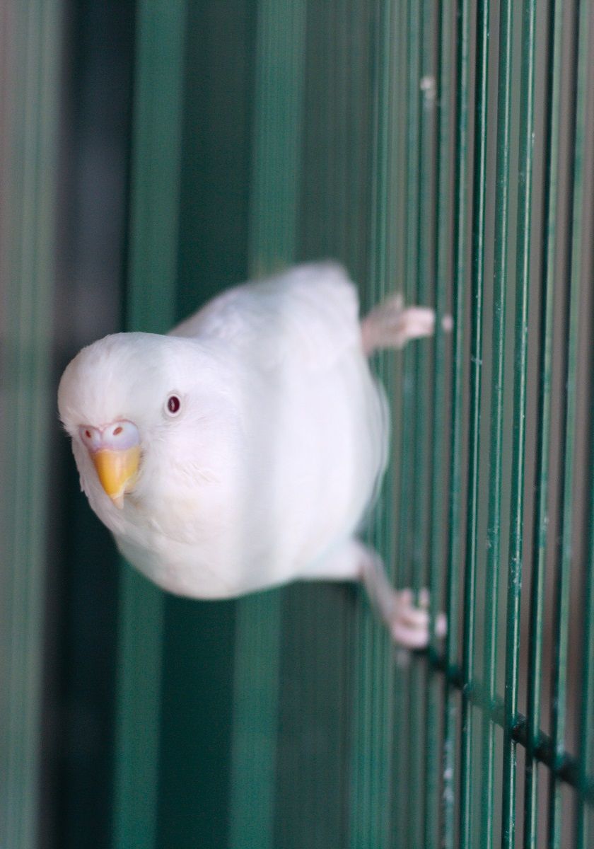 Perruche albinos blanche accrochée aux barreaux de sa cage.
