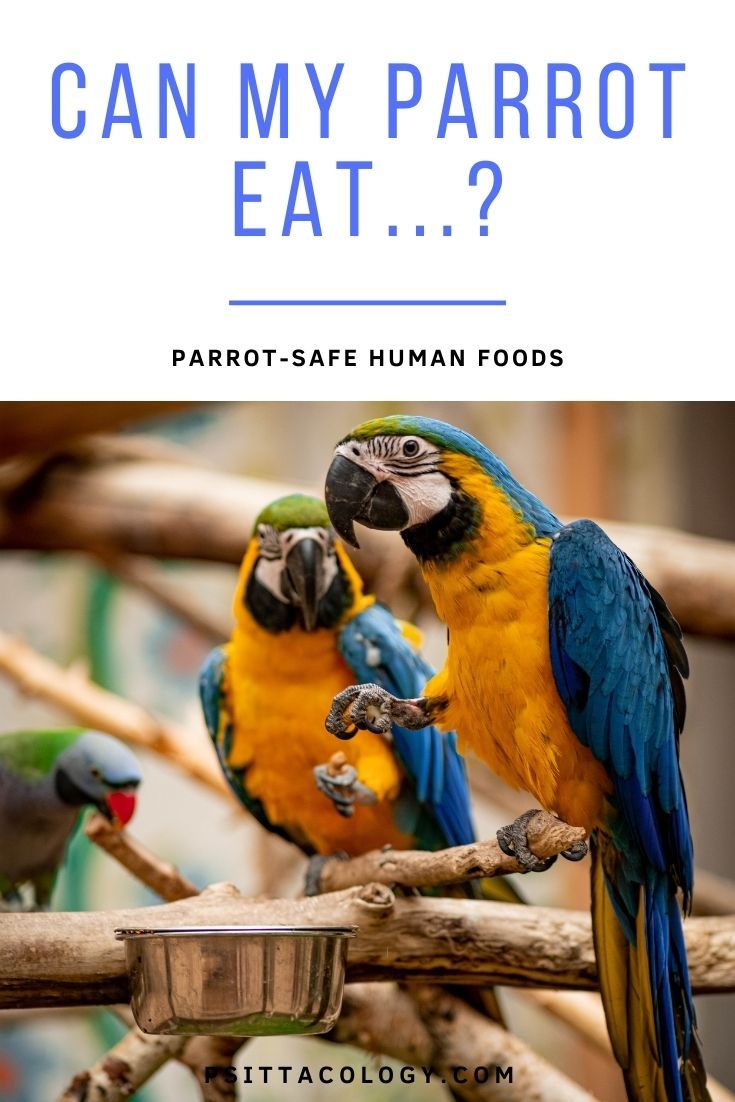 Aras bleus et dorés mangeant | 14 aliments humains sans danger pour les perroquets