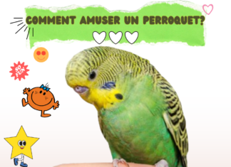 Comment amuser un perroquet