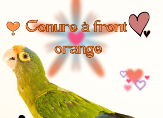 Conure à front orange