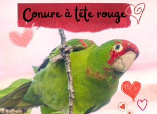 Conure à tête rouge