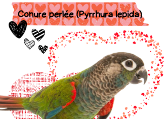 Conure perlée (Pyrrhura lepida)