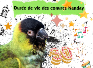 Durée de vie des conures Nanday