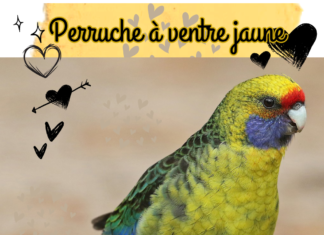 Perruche à ventre jaune