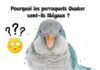 Pourquoi les perroquets Quaker sont-ils illégaux