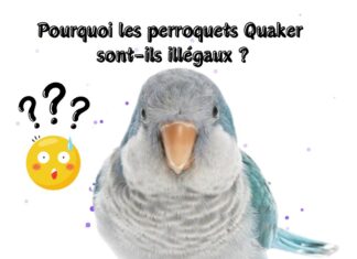 Pourquoi les perroquets Quaker sont-ils illégaux