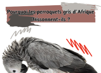 Pourquoi les perroquets gris d’Afrique frissonnent-ils
