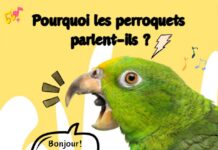 Pourquoi les perroquets parlent-ils