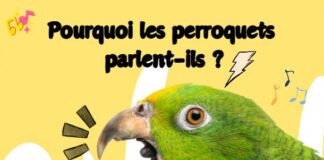 Pourquoi les perroquets parlent-ils