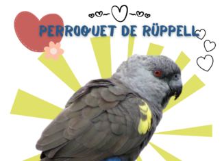 Profil de perroquet de Rüppell Le Poicephalus