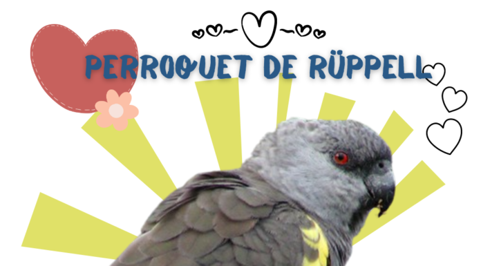 Profil de perroquet de Rüppell Le Poicephalus