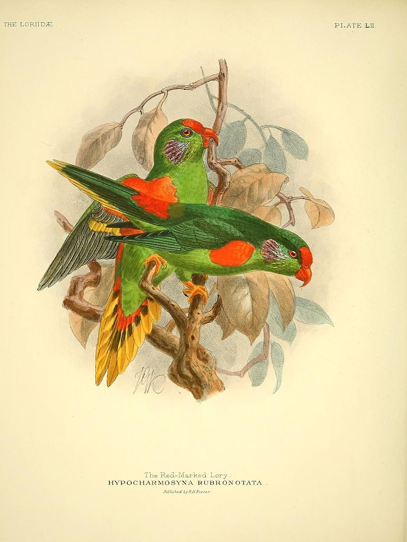 Illustration vintage de deux perroquets loriquet à front rouge