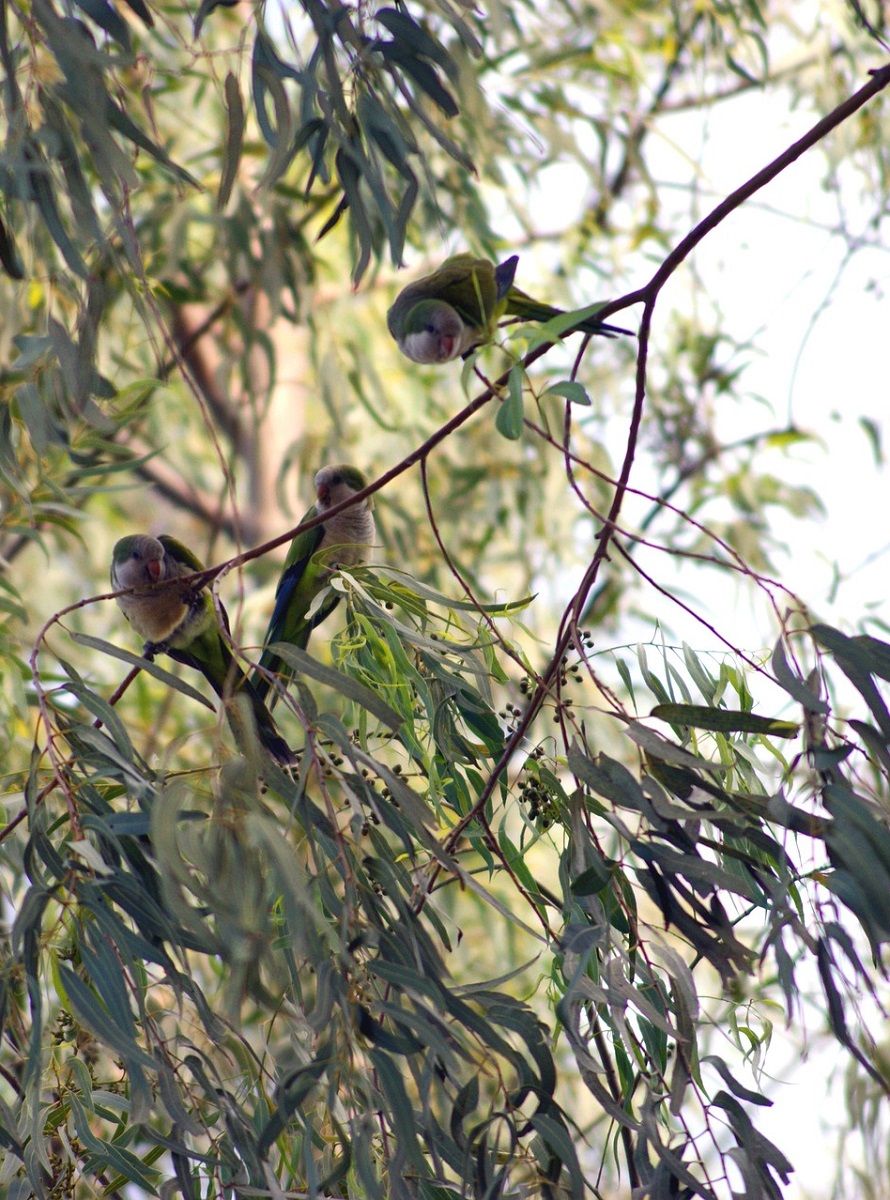 Perroquets quakers (Myiopsitta monachus) assis dans un eucalyptus.
