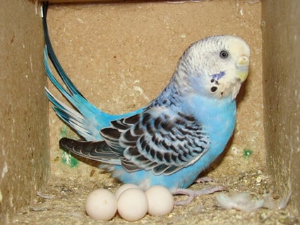 à quelle fréquence les oiseaux pondent-ils des œufs non fécondés ?