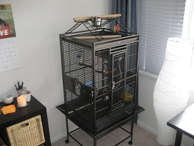 parrot cage