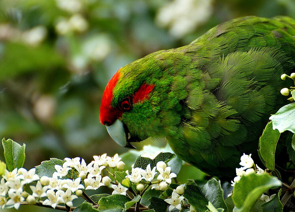 red crowned parakeet Kakariki