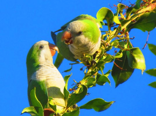 quaker parrot fight