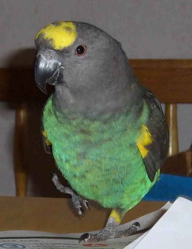 meyers parrot color