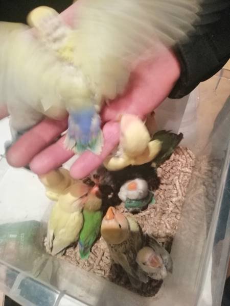 Lovebird Breeding