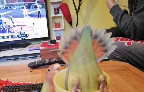 Everything You Need to Know About Parrots and Bathing