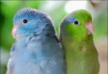 The Ultimate List of Green Parrots