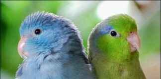 The Ultimate List of Green Parrots